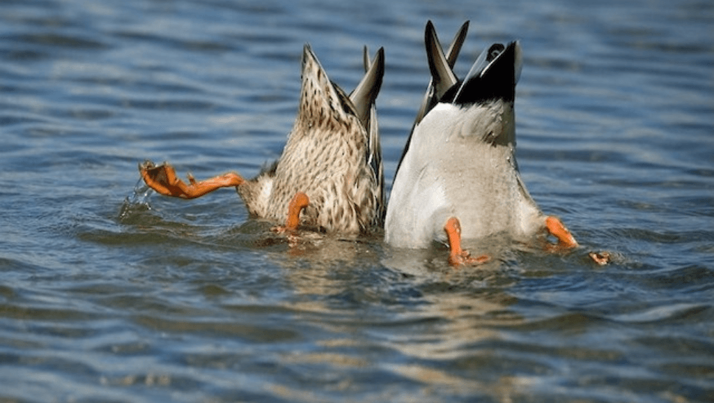 natural foraging for ducks