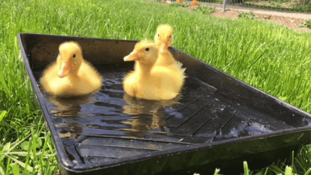 pet duck behavior