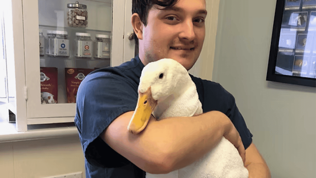 pet duck care