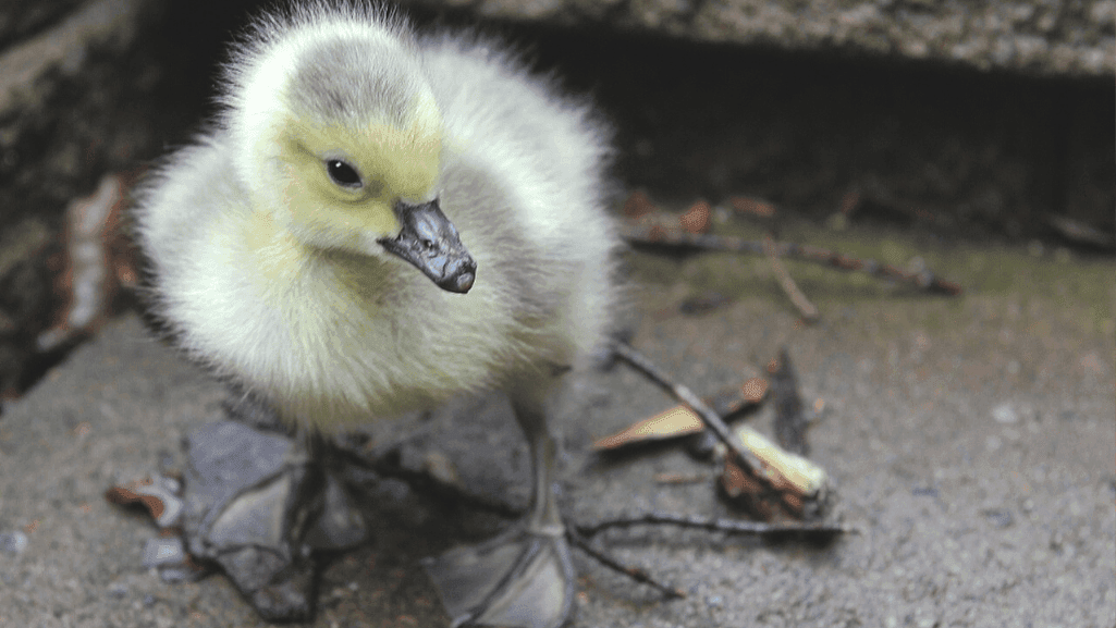 pet duck socialization