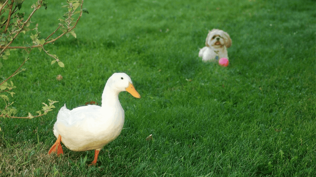 raising Pekin ducks guide