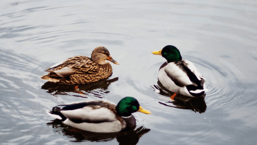 safe duck environment