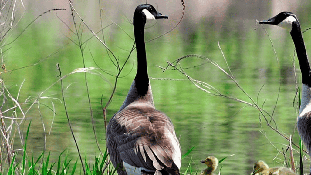 seasonal goose diet