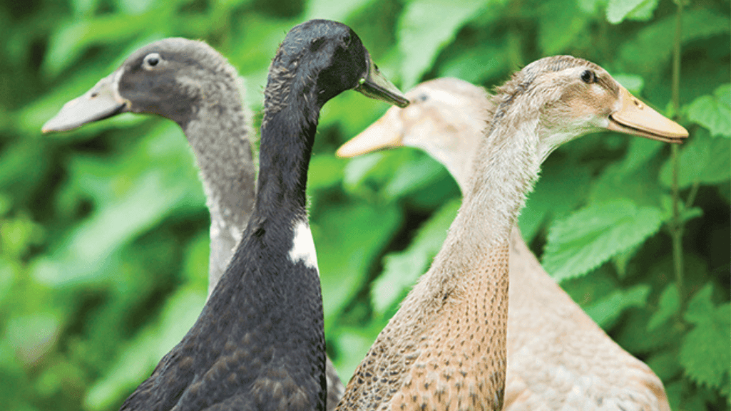 selecting the best duck breed