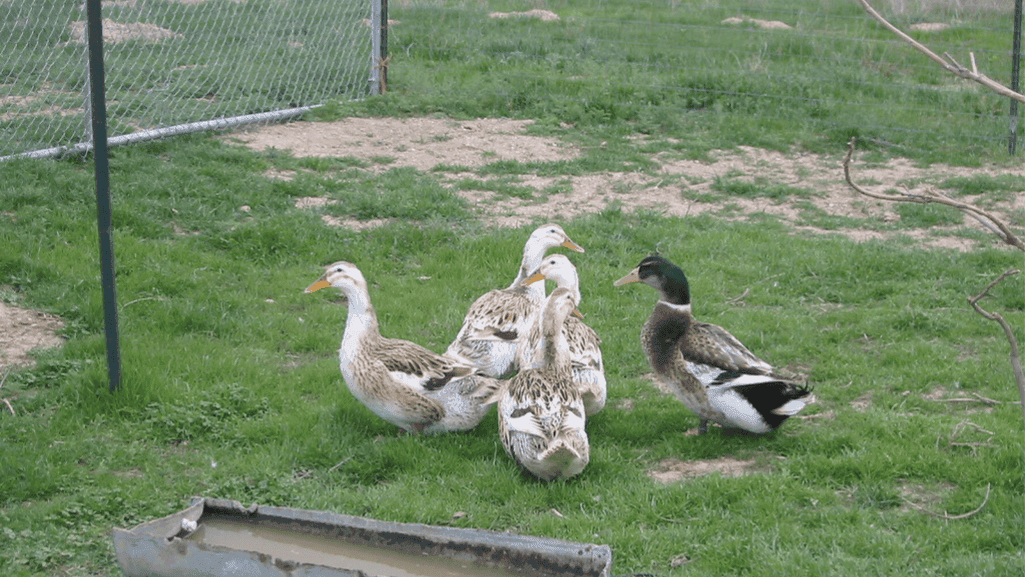 silver appleyard duck egg production
