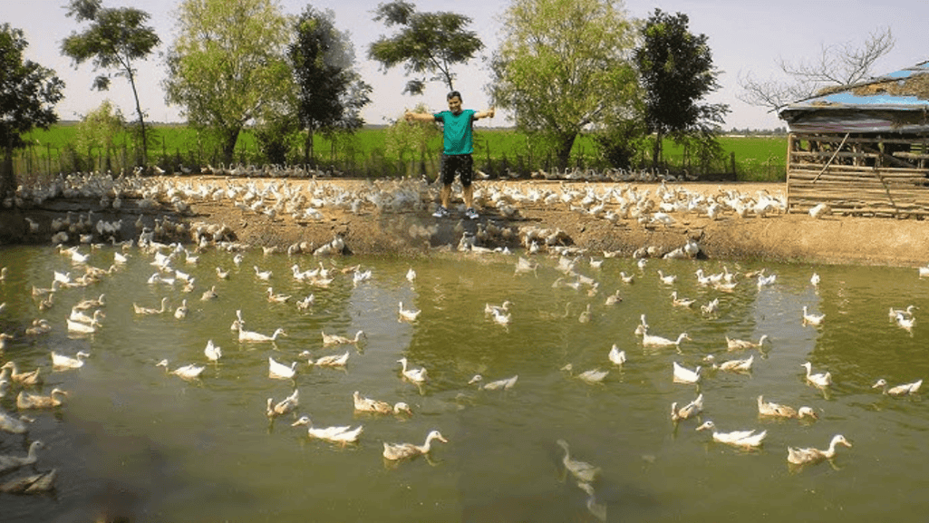 sustainable duck farming