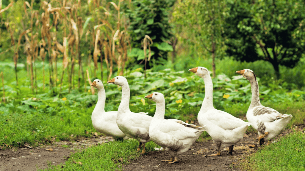 sustainable duck garden