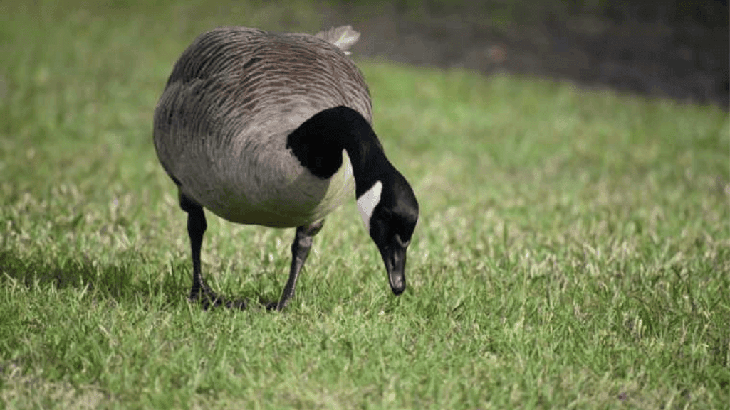 What Does a Goose Eat? Diet and Food Sources Explained 1 what does goose eat