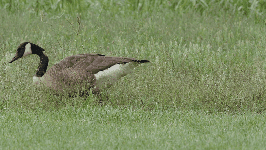 wild geese grazing on grass
